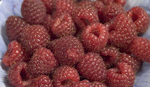 Heritage Red Raspberry