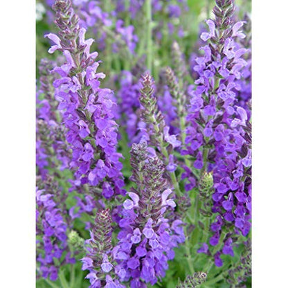 Marcus Meadow Sage