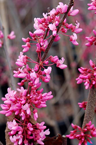 Red Bud