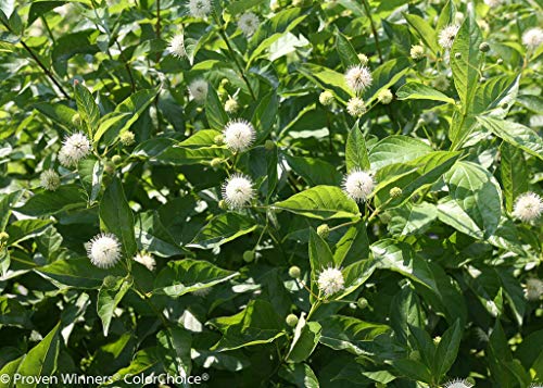 Sugar Shack® Buttonbush