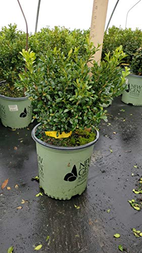 NewGen Independence® Boxwood