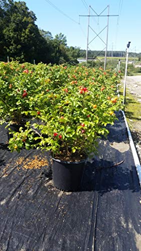 White Rugosa Rosa