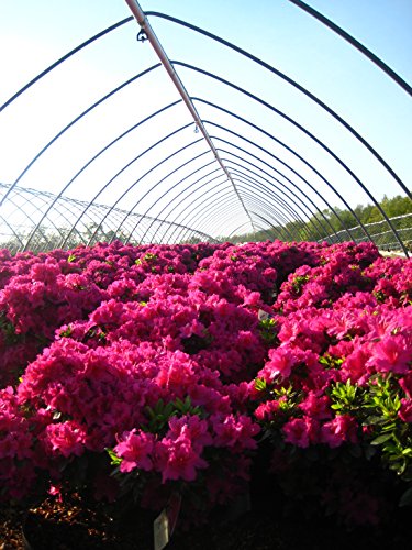 Girards Fuchsia Azalea