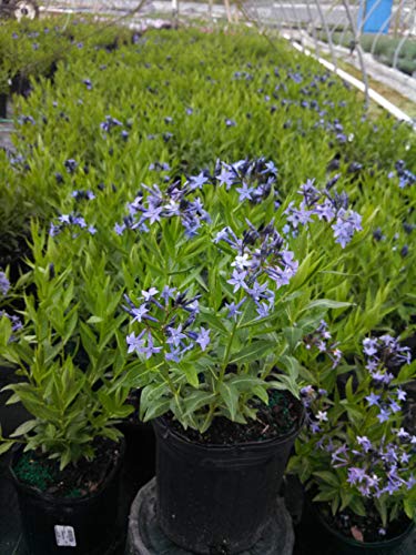 Blue Ice Star Flower