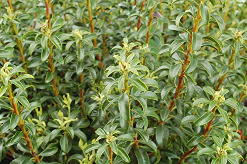 Little Linda Miniature Mountain Laurel