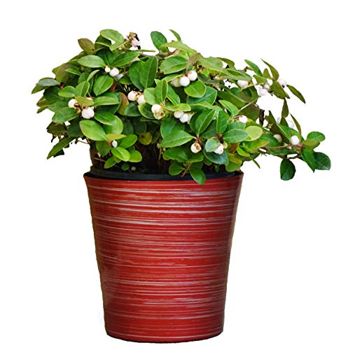 Peppermint Pearl Wintergreen - Red Holiday Pot