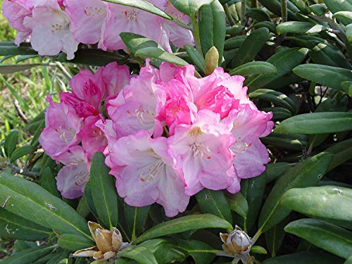 Yaku Prince Rhododendron