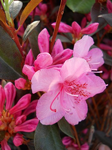 Aglo Rhododendron