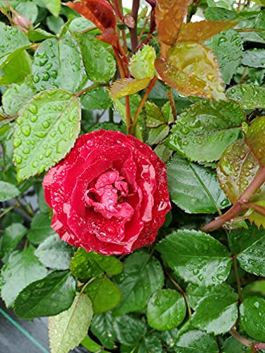 Cherrytini Floribunda Rose