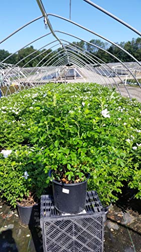 White Rugosa Rosa