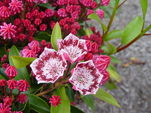 Kaleidoscope Mountain Laurel