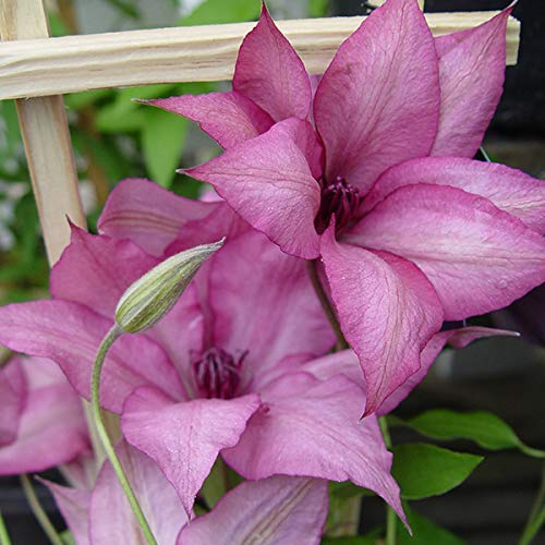 Gisella&#8482; Clematis