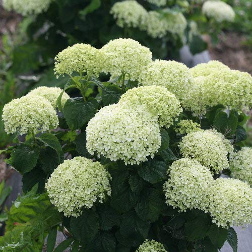 Invincibelle Limetta® Smooth hydrangea