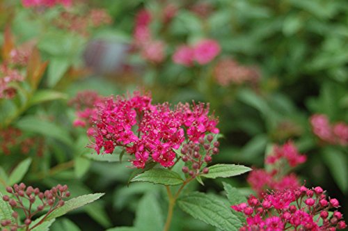 Anthony Waterer Spirea