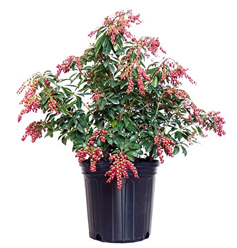 PIERIS JAPONICA `VALLEY VALENTINE`