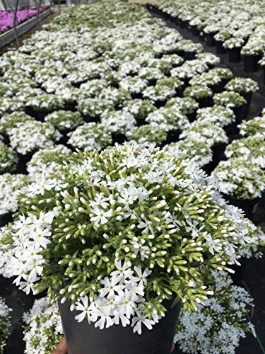 Snowflakes Moss Phlox