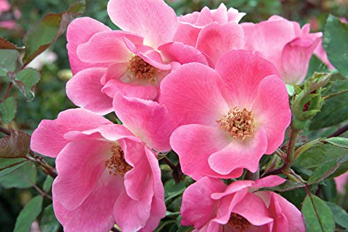 Pink Knock Out® Rose