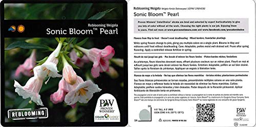 Sonic Bloom® Pearl Weigela