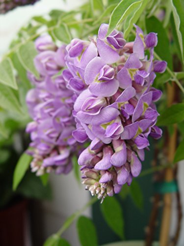 Amethyst Falls American Wisteria