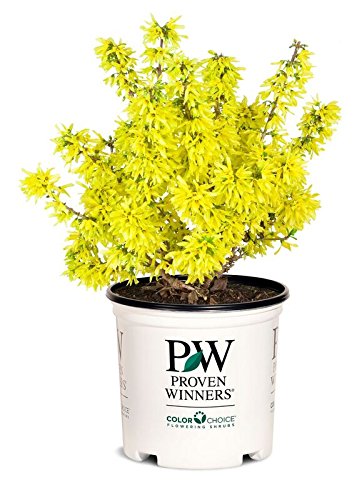 Show Off® Sugar Baby® Forsythia