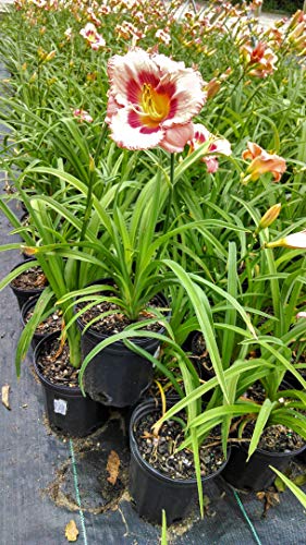 Strawberry Candy Daylily