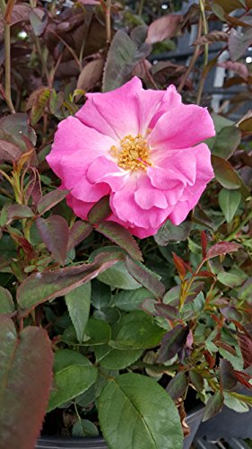 Zephirine Drouhin Climbing Rose