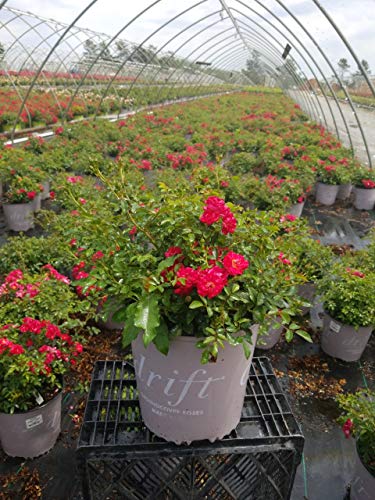 Red Drift® Rose