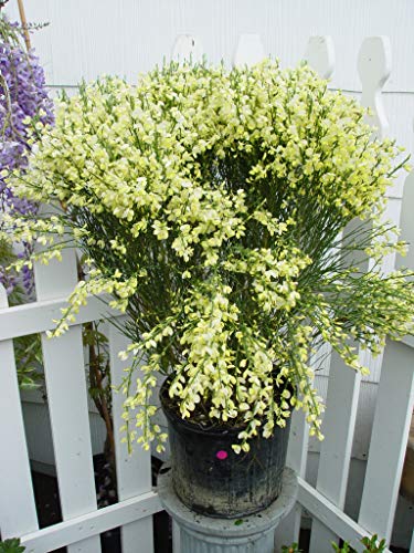 Moonlight Scotchbroom