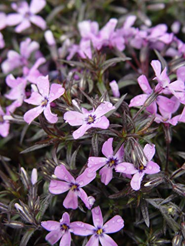 Purple Beauty Moss Phlox