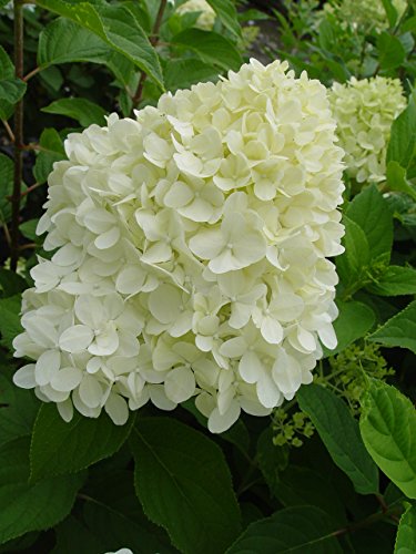 Limelight Hydrangea