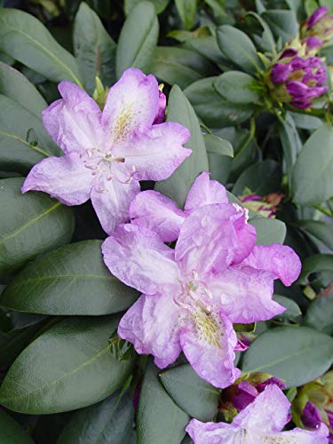 Purple Passion Rhododendron