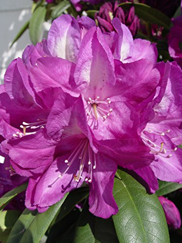 Minnetonka Rhododendron