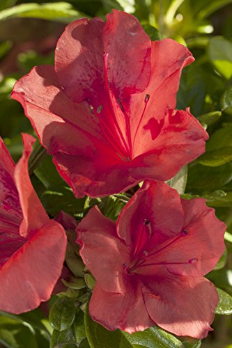 Autumn Sunset® Reblooming Azalea