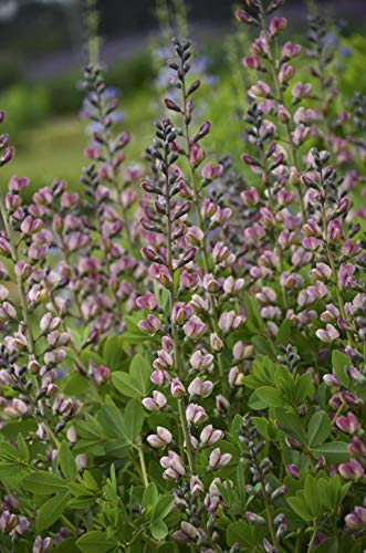 Pink Truffles False Indigo