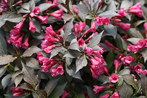 Spilled Wine® Weigela