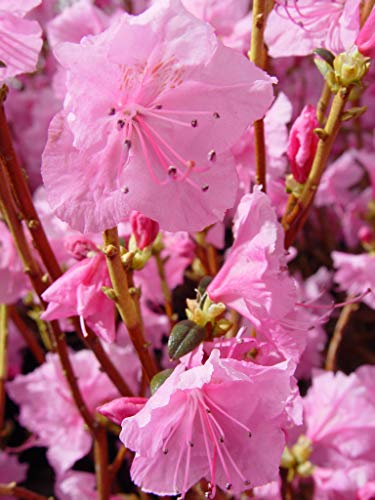 Cornell Pink Azalea