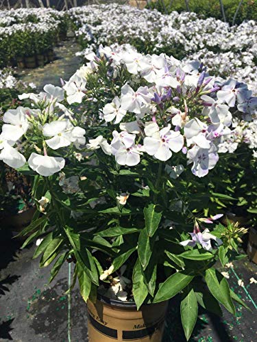 Volcano® Lilac Splash Garden Phlox