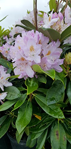 Roseum Elegans Rhododendron