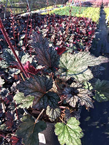 Frosted Violet Coral Bells