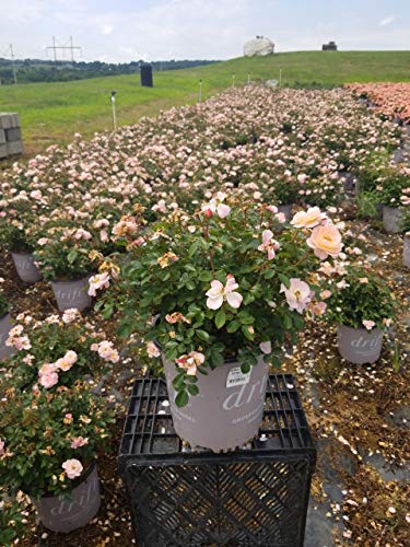 Apricot Drift® Rose