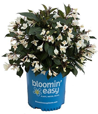 Tuxedo&#8482; Weigela