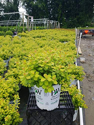 Glow Girl® Birchleaf Spirea