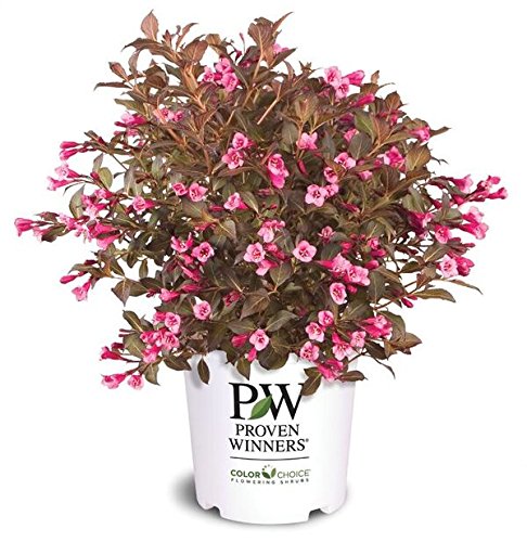 Fine Wine® Weigela