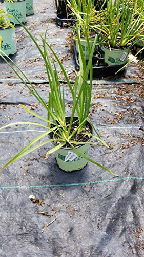 Wild Nodding Onion