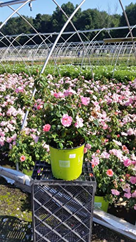 The Peachy Knock Out® Rose