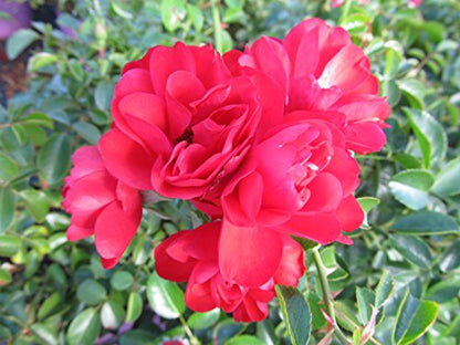Scarlet Flower Carpet Rose