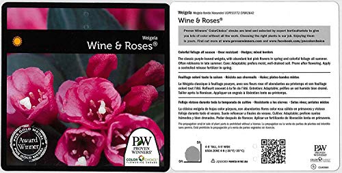 Wine & Roses® Weigela