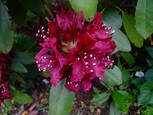 Dark Lord Rhododendron