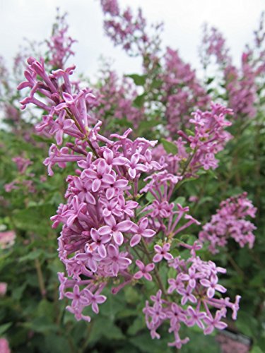 Bloomerang® Purple Reblooming Lilac