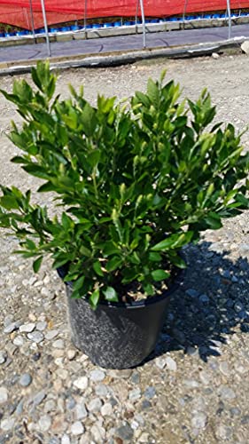 Clethra alnifolia ‘Hummingbird’ shrub in nursery container with green leaves and budding white flowers